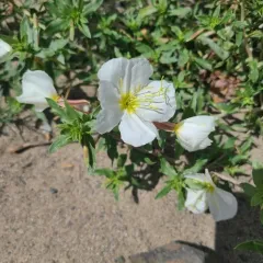 Pale Evening Primrose thumbnail 1