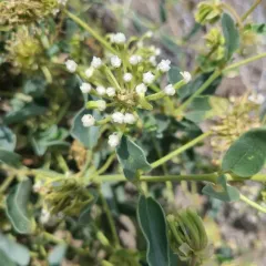 White Sand Verbena thumbnail 3