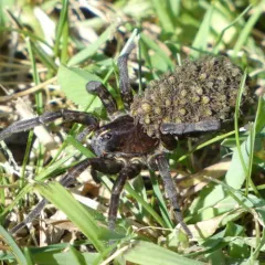 Woodland Giant Wolf Spider thumbnail 2