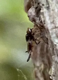Chaetochlorops inquilinus thumbnail 2