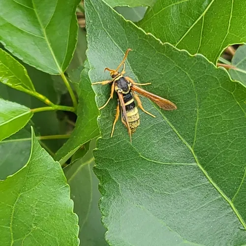 Western Poplar Clearwing Moth