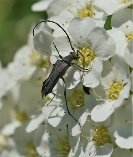 Idiopidonia pedalis