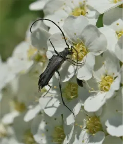Idiopidonia pedalis thumbnail 1