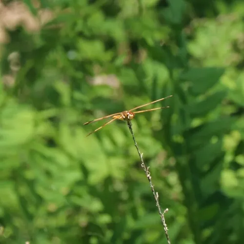 Painted Skimmer