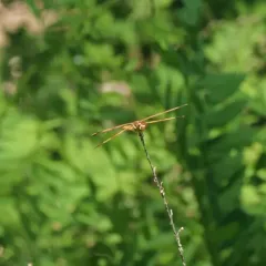 Painted Skimmer thumbnail 1