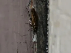 Forest Cockroach thumbnail 4