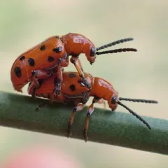 Spotted Asparagus Beetle thumbnail 3