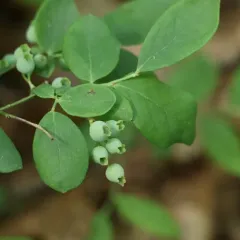 Early Lowbush Blueberry thumbnail 1