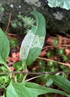 Liriomyza pistilla thumbnail 2