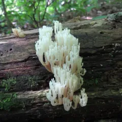 crown-tipped coral fungus thumbnail 3