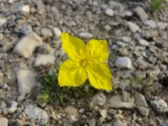 lavenderleaf sundrops thumbnail 2