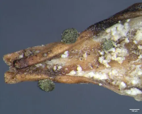 Abrothallus suecicus