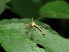 Black-tipped Hangingfly thumbnail 3