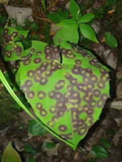 Cystiphora canadensis thumbnail 2
