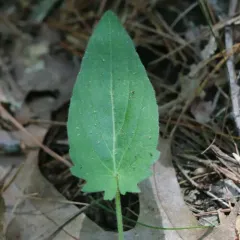 downy blue violet thumbnail 1