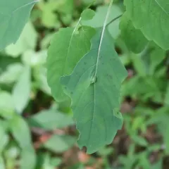 Neolasioptera impatientifolia thumbnail 2