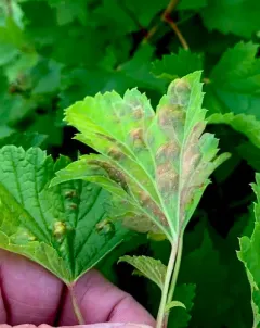 Redcurrant Blister Aphid thumbnail 4