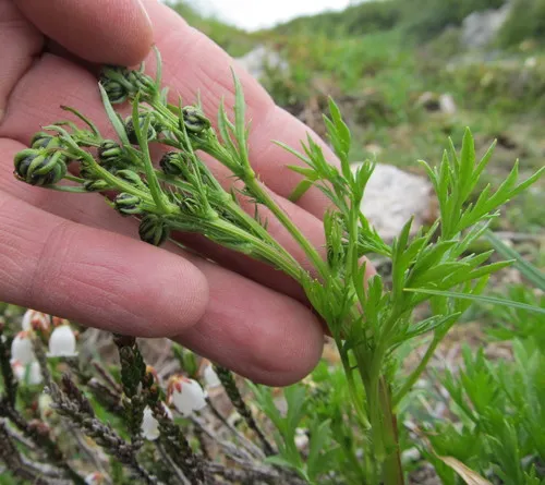 Mountain Sagewort