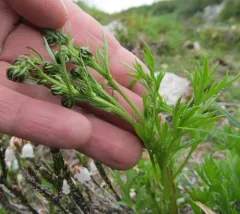 Mountain Sagewort thumbnail 1