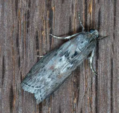 Black-spotted Leafroller Moth thumbnail 4