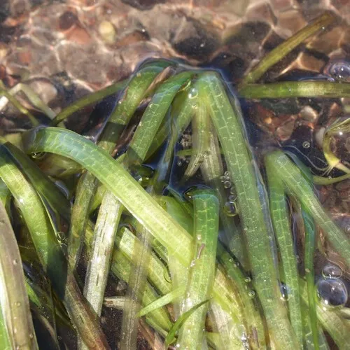 American eelgrass