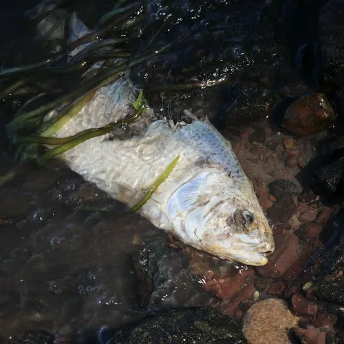 American Shad