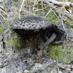 Strobilomyces confusus thumbnail 4