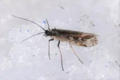 Oldtimer Northern Caddisfly thumbnail 1