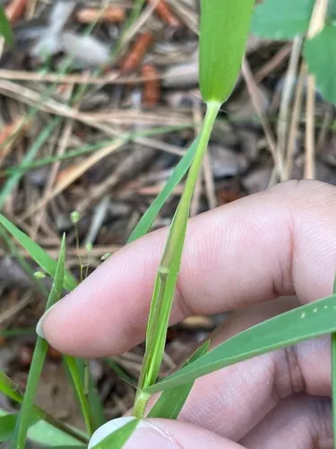 hemlock panic grass