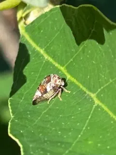 Cyrtolobus parvulus thumbnail 2