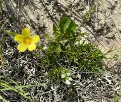 Yellow Flax thumbnail 3