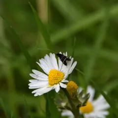 Ocean Spray Fairy Moth thumbnail 4