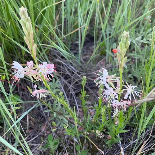Scarlet Beeblossom