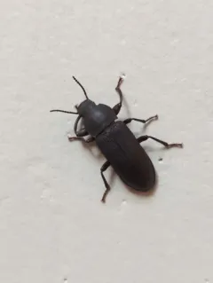 Dark Mealworm thumbnail 2