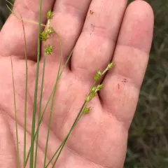 star sedge thumbnail 2