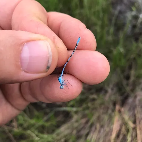 Marsh Bluet