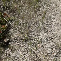 Japanese brome thumbnail 1