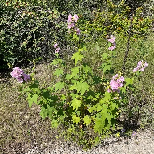 streambank wild hollyhock