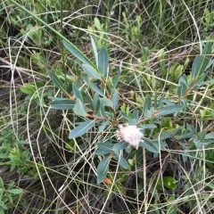 bog willow thumbnail 2