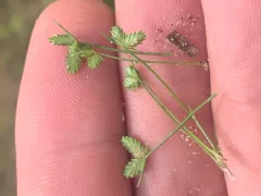 tiny flat-sedge thumbnail 2