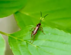 Polytribax pallescens thumbnail 2