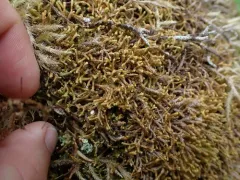 Lesser Whipwort thumbnail 1