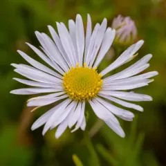 Willamette Fleabane thumbnail 3