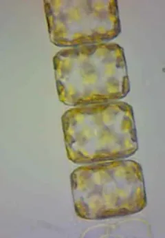 Detonula pumila thumbnail 2