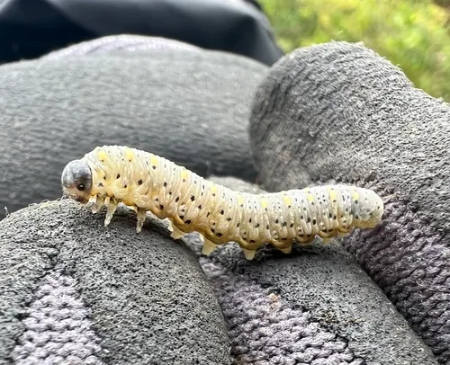 Abia americana