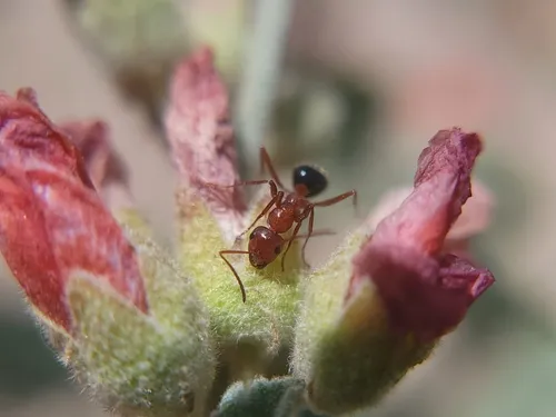 Formica perpilosa
