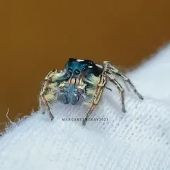 Putnam's Jumping Spider thumbnail 2