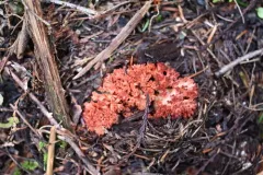 Ramaria rubripermanens thumbnail 4