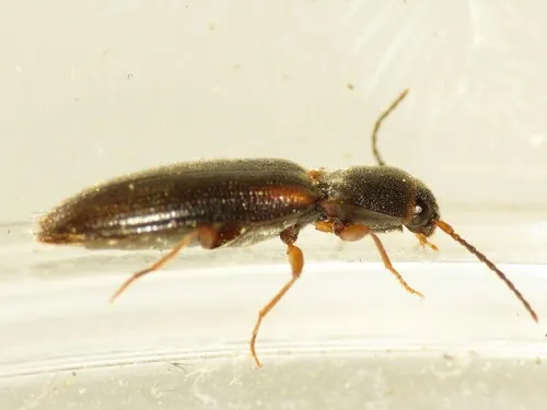 Dalopius cognatus