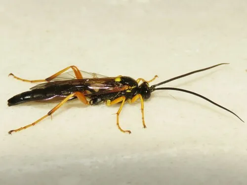 Limerodops belangeri